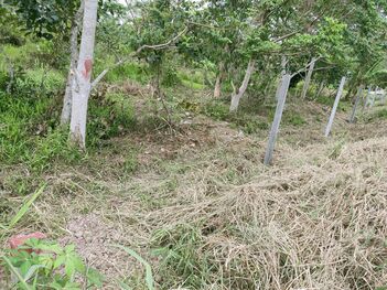 7-	Nền mặt  tiền Đường Hậu Kênh Thạnh Đông – Lộ Giới 12m– Phường Phú Thứ - Quận Cái Răng – TPCT