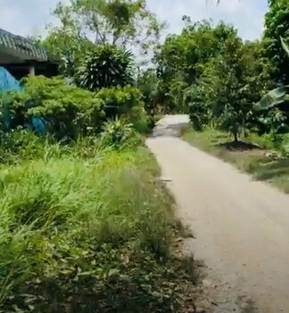 Đất vườn sầu riêng đã thu hoạch cần bán.