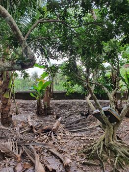 BÁN ĐẤT 15M X 66,66M = 1.000M2 (CLN) RẠCH MẬT CẬT, NHÁNH NGUYỄN VĂN QUY, PHÚ THỨ, CÁI RĂNG. GIÁ 4TỶ