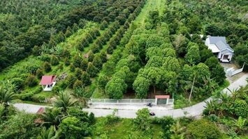 HƠN 5 CÔNG ĐẤT THUỘC NHƠN ÁI, PHONG ĐIỀN GIÁ 1,6 TỶ /CÔNG (KHÔNG THƯƠNG LƯỢNG)