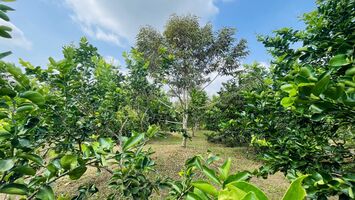 Hơn 1700m2 sầu riêng + Chanh không hạt đang cho trái. Cách Chợ Vàm Xáng 1,9km.