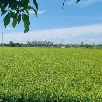 Bán đất mặt tiền đường Bốn Tổng  - Một Ngàn