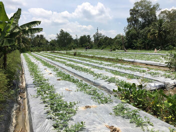 Cần bán 1291m2 đất CLN gần trường tiểu học Long Hoà 3