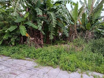 Đất nền Bình Nhựt 12,8ha