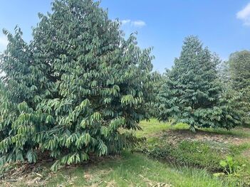 vườn sầu riêng 130 gốc đang ra trái, Lộ 4m Dt 5400m2 có 300m2 thổ cư , nhơn ái phong điền