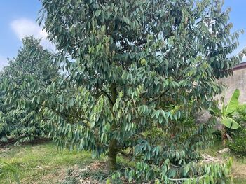 vườn sầu riêng 130 gốc đang ra trái, Lộ 4m Dt 5400m2 có 300m2 thổ cư , nhơn ái phong điền