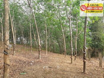 Chính chủ cần bán gấp – đất cao su 15.840m² tại Túc Trưng, Đồng Nai