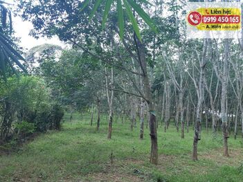 Bán đất cao su 13.202m Chính chủ tại Đồng Nai