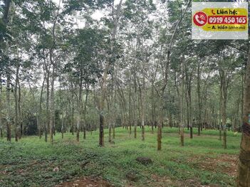 Bán đất cao su 13.202m Chính chủ tại Đồng Nai